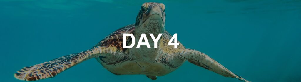 Day 4 Itinerary, seeing turtles