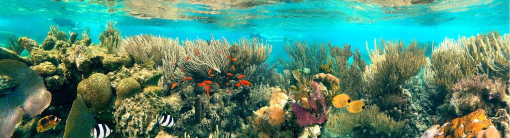 Colorful coral reef