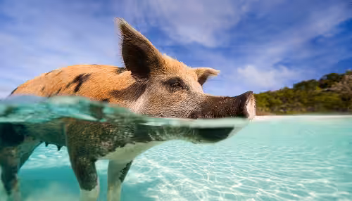 Swimming pig in clear turquoise waters of the Bahamas with a sunny sky and lush greenery in the background.