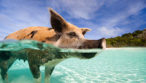 Swimming pig in clear turquoise waters of the Bahamas with a sunny sky and lush greenery in the background.