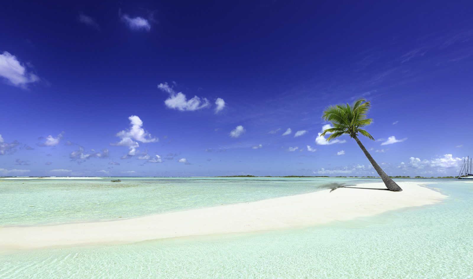 Solitary palm tree on a tropical beach with crystal clear water and a bright blue sky, perfect for a serene and exotic getaway.