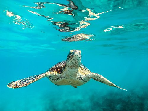 Sea turtle swimming underwater in clear blue ocean.