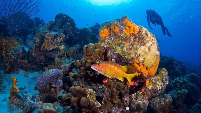 Snorkeling in Bonaire